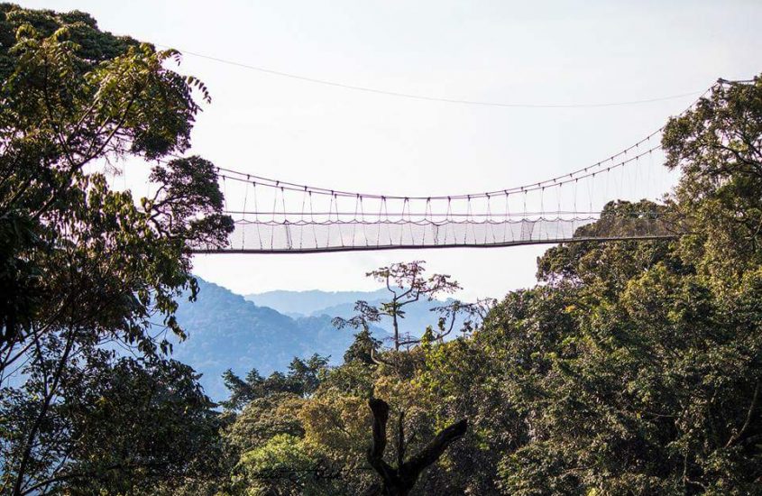 Nyungwe RainForest, Rwanda